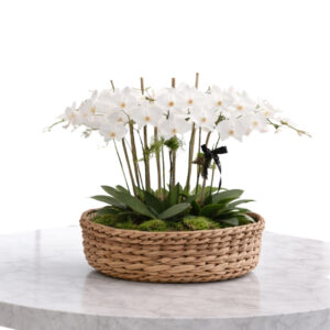 Orchid Basket